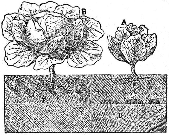 Павел Штейнберг - Как вырастить отличный урожай овощей и бахчевых. Рецепты,...