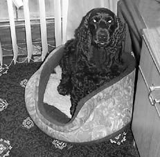 Марина Куропаткина - Спаниели