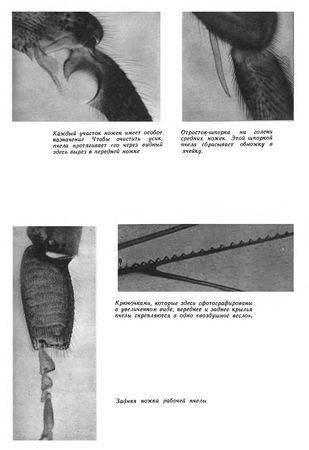 Иосиф Халифман - Пароль скрещенных антенн