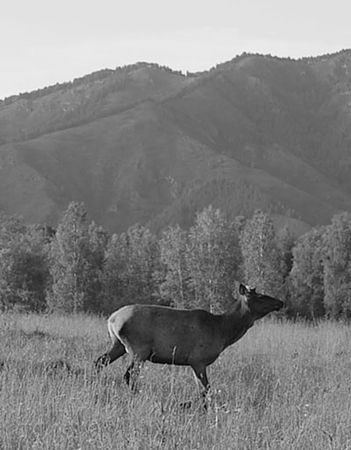 Сергей Бурыгин - Алтай. Жемчужина и сердце Евразии