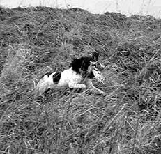 Марина Куропаткина - Спаниели