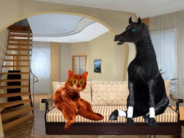 Саша Суздаль - Кот в красной шляпе