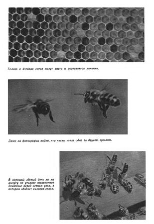 Иосиф Халифман - Пароль скрещенных антенн
