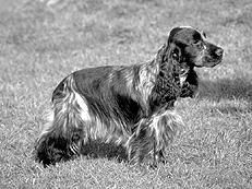 Марина Куропаткина - Спаниели