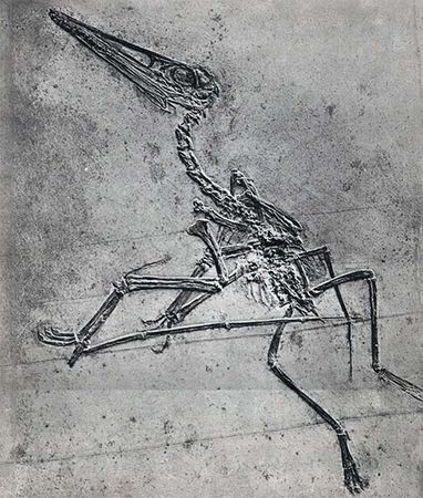 Йозеф Аугуста, Зденек Буриан - Летающие ящеры и древние птицы