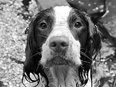 Марина Куропаткина - Спаниели