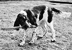 Марина Куропаткина - Спаниели