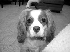 Марина Куропаткина - Спаниели