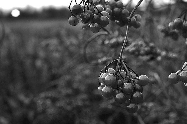 Олег Ермаков - Вокруг света