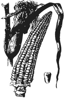 Агафья Звонарева - Лучшие народные лекарства