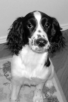 Марина Куропаткина - Спаниели