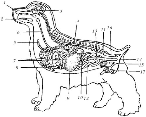 Марина Куропаткина - Спаниели
