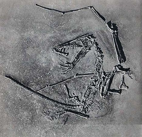 Йозеф Аугуста, Зденек Буриан - Летающие ящеры и древние птицы