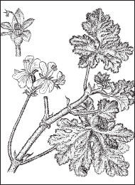 Ольга Мизирева, Любовь Губарева и др. - Экология человека: практикум для вузов