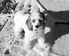 Марина Куропаткина - Спаниели