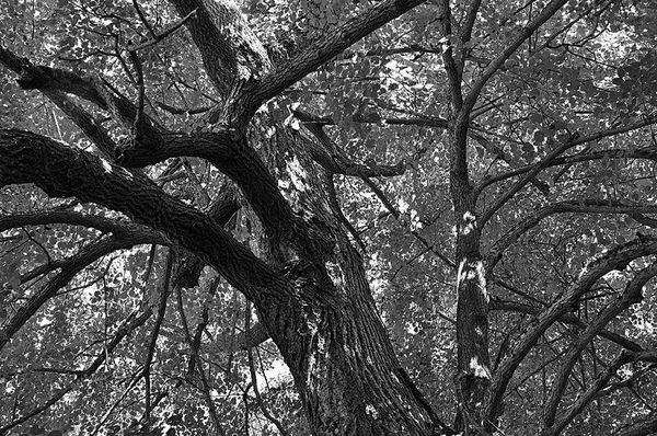 Олег Ермаков - Вокруг света