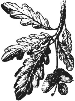 Агафья Звонарева - Лучшие народные лекарства