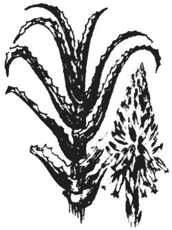 Агафья Звонарева - Лучшие народные лекарства