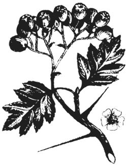 Агафья Звонарева - Лучшие народные лекарства