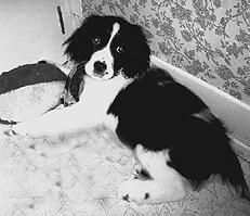 Марина Куропаткина - Спаниели