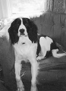 Марина Куропаткина - Спаниели