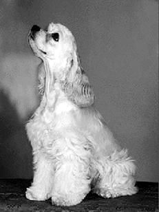 Марина Куропаткина - Спаниели