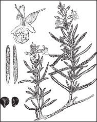 Ольга Мизирева, Любовь Губарева и др. - Экология человека: практикум для вузов