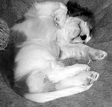 Марина Куропаткина - Спаниели