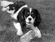 Марина Куропаткина - Спаниели