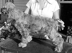 Марина Куропаткина - Спаниели