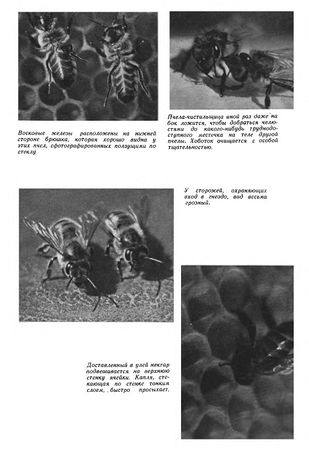Иосиф Халифман - Пароль скрещенных антенн