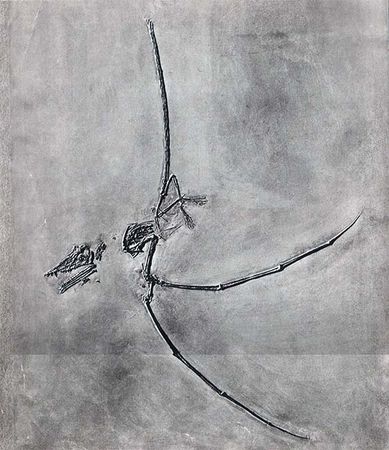 Йозеф Аугуста, Зденек Буриан - Летающие ящеры и древние птицы