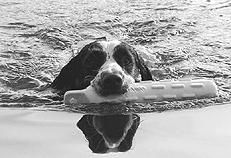 Марина Куропаткина - Спаниели