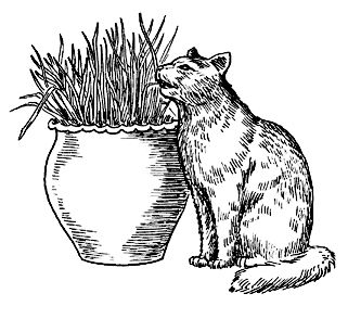 Людмила Антонова - Уход за домашними кошками