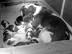 Марина Куропаткина - Спаниели