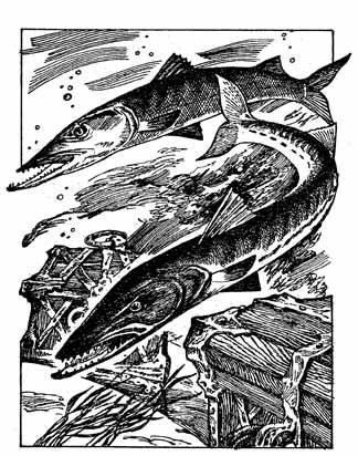 Дмитрий Браславский - Тайна капитана Шелтона