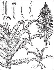 Ольга Мизирева, Любовь Губарева и др. - Экология человека: практикум для вузов