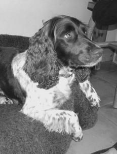 Марина Куропаткина - Спаниели