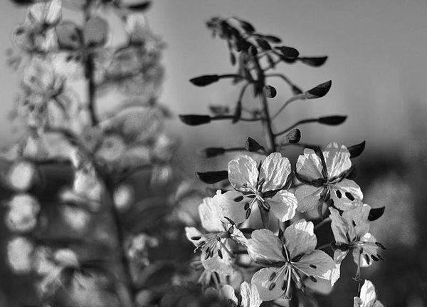 Олег Ермаков - Вокруг света