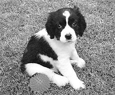 Марина Куропаткина - Спаниели