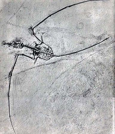 Йозеф Аугуста, Зденек Буриан - Летающие ящеры и древние птицы