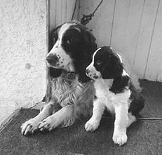 Марина Куропаткина - Спаниели