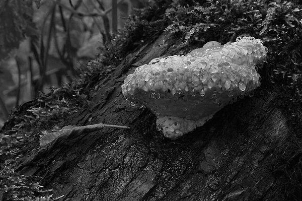 Олег Ермаков - Вокруг света