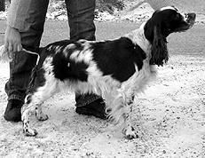 Марина Куропаткина - Спаниели