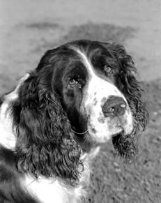 Марина Куропаткина - Спаниели