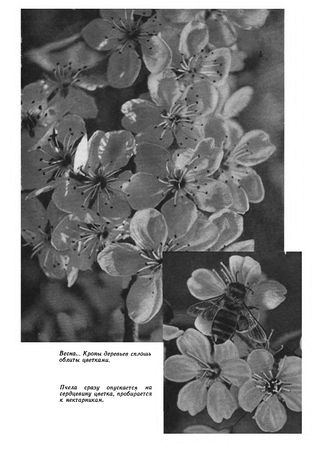 Иосиф Халифман - Пароль скрещенных антенн