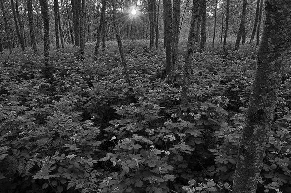 Олег Ермаков - Вокруг света