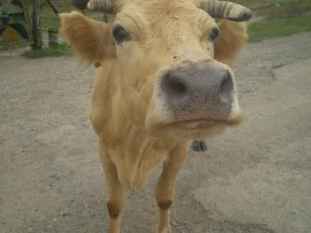 Андрей Ефремов - Кавказ в воде