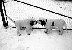 Марина Куропаткина - Спаниели