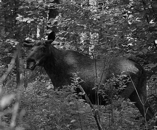 Олег Ермаков - Вокруг света